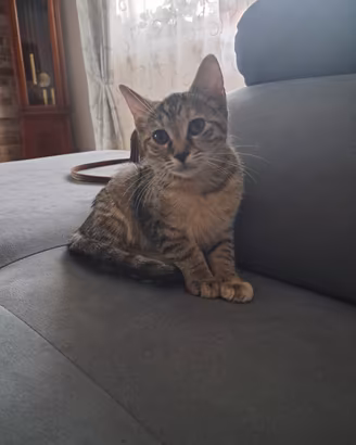 Micina 3 mesetti
