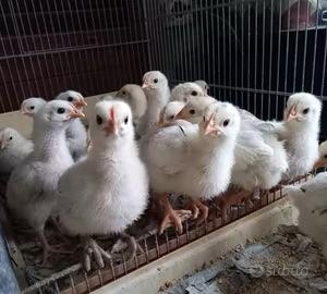 Pulcini pollo di Bresse