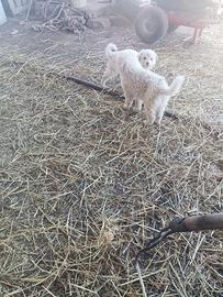 Pastore maremmano abruzzese