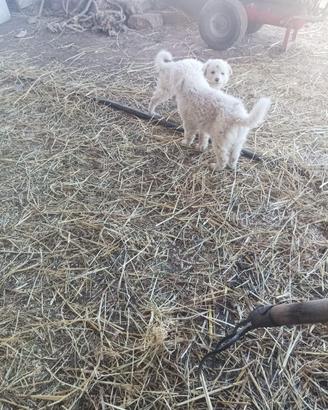 Pastore maremmano abruzzese