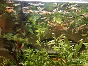 Pesci Guppy e Guppy Endler