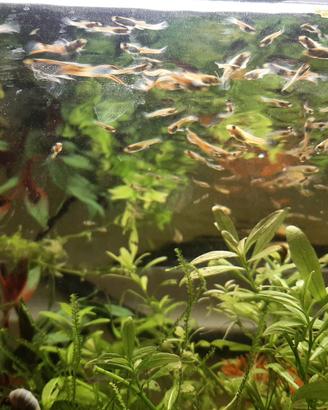 Pesci Guppy e Guppy Endler