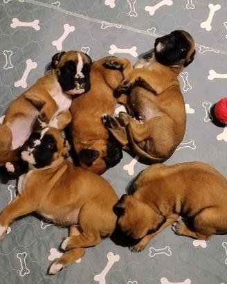 Cuccioli di boxer pedigree', gen.certificati