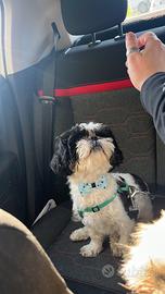 Maschio shitzu per accoppiamento