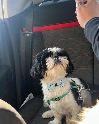 Maschio shitzu per accoppiamento