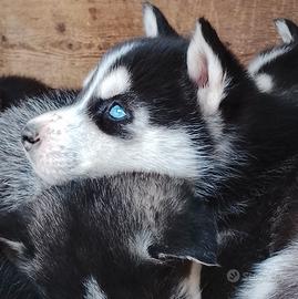 Siberian Husky