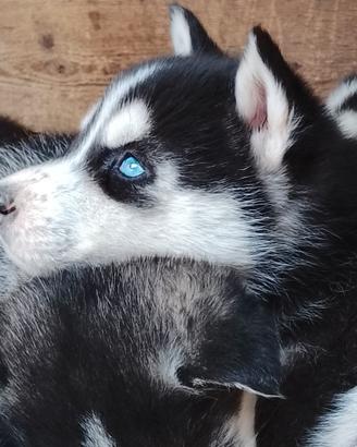 Siberian Husky