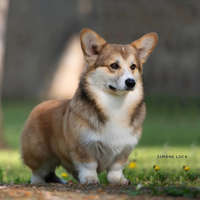 Corgi Pembroke