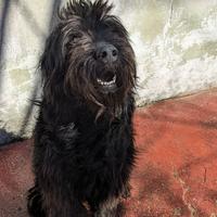 KIM - simil pastore di brie di 3 anni