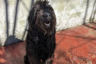 KIM - simil pastore di brie di 3 anni