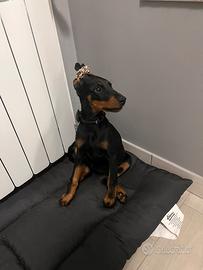 Dobermann femmina