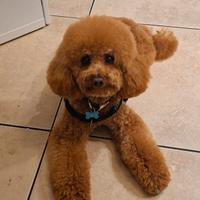 Barboncino maschio per monta