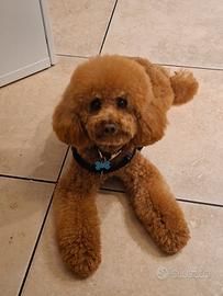 Barboncino maschio per monta