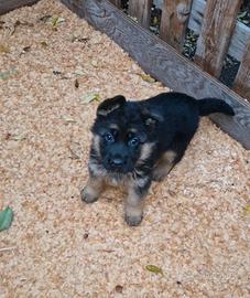 Pastore tedesco cucciola femmina