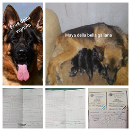 Pastore tedesco casa nicolaci