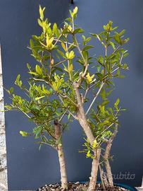 Bonsai boschetto melograno