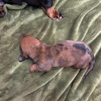 Cuccioli di Bassotto nano Arlecchino brown