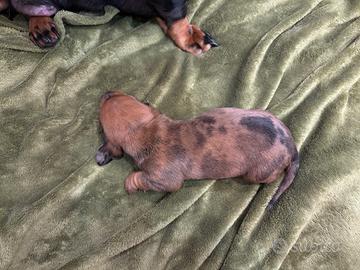 Cuccioli di Bassotto nano Arlecchino brown