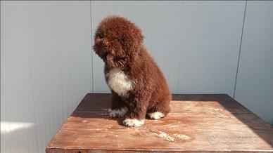 Cucciolo Lagotto Romagnolo