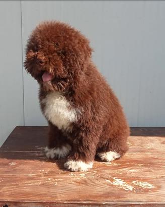Cucciolo Lagotto Romagnolo