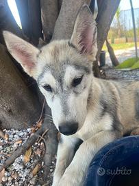 Cucciolata di husky 3 mesi