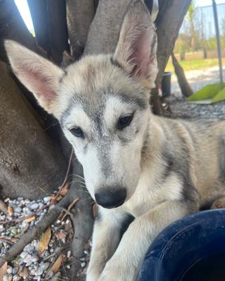 Cucciolata di husky 3 mesi