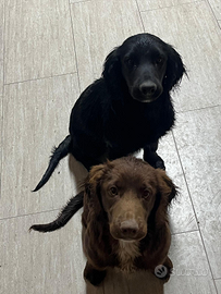 Cuccioli di cooker springer