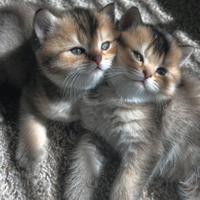 Cuccioli di british shorthair