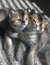 Cuccioli di british shorthair
