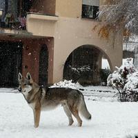 Cane Lupo Cecoslovacco per monta | 5 anni
