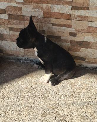 Bulldog francese