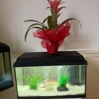 Acquario con pesci