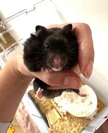 Criceto siriano dorato