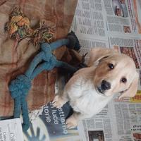 Cucciolo Labrador