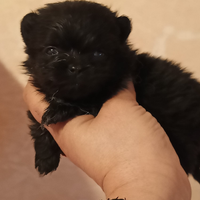 Spitz Pomerania Nano