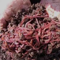 100 lombrichi Rossi Californiani (Spedisco)