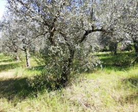 Terreno agricolo