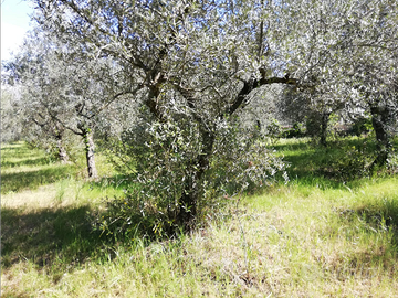 Terreno agricolo