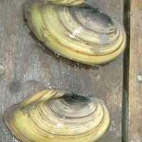 Anodonta VONGOLA D'ACQUA DOLCE filtro