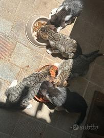 Gattini SUBITO disponibili