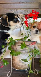 Corgi