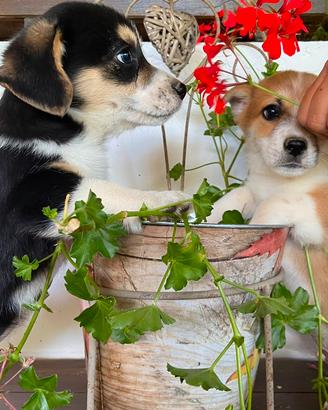 Corgi