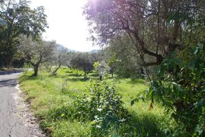 TER. AGRICOLO A SALISANO