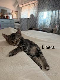 Libera e Tempesta