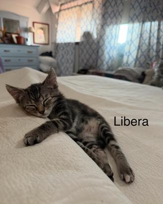 Libera e Tempesta