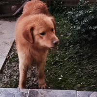 Cane golden retriever