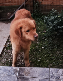 Cane golden retriever