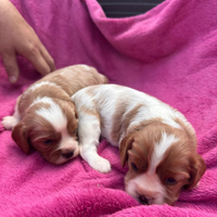 Cuccioli di cavalier king