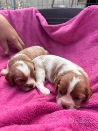 Cuccioli di cavalier king