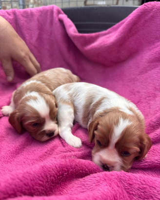 Cuccioli di cavalier king